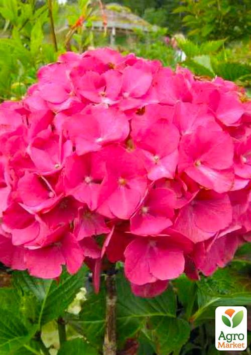 Гортензия крупнолистная темно-малиновая Малиновка (Rotkehlchen)
Гортензия крупнолистная темно-малиновая Малиновка (Rotkehlchen)