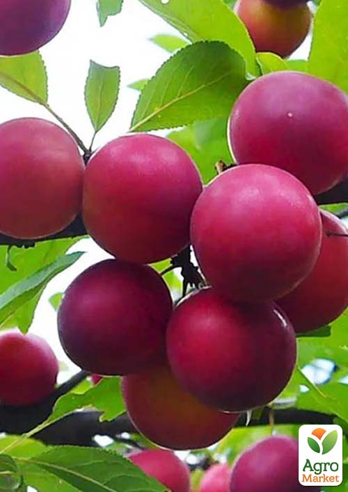 Алыча Рубиновая (летний сорт, средний срок созревания)
Алыча Рубиновая (летний сорт, средний срок созревания)