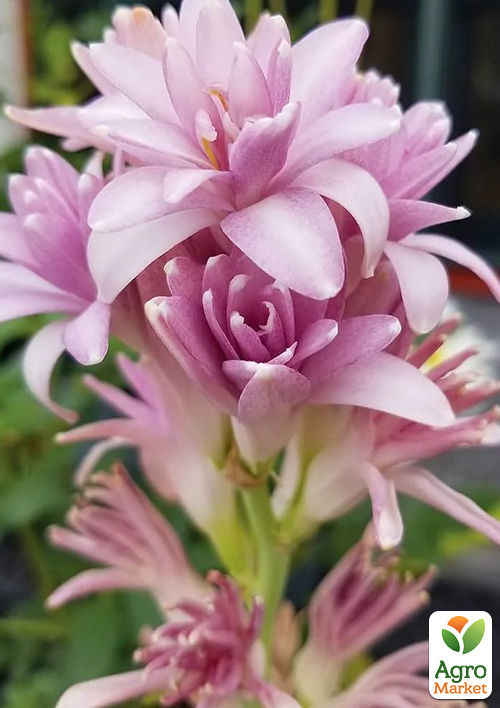 Тубероза Pink Parfait (Цариця Ароматів) розмір 5\6
Тубероза Pink Parfait (Цариця Ароматів) розмір 5\6