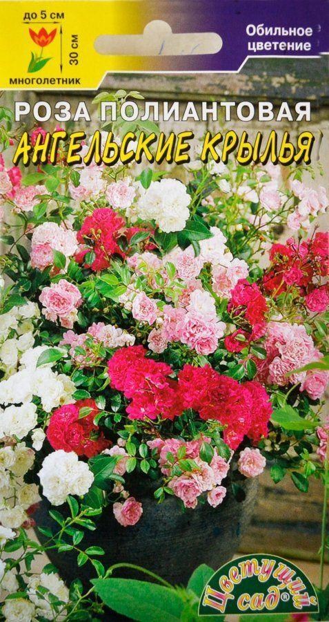 Роза Крылья Ангела Фото И Описание – Telegraph