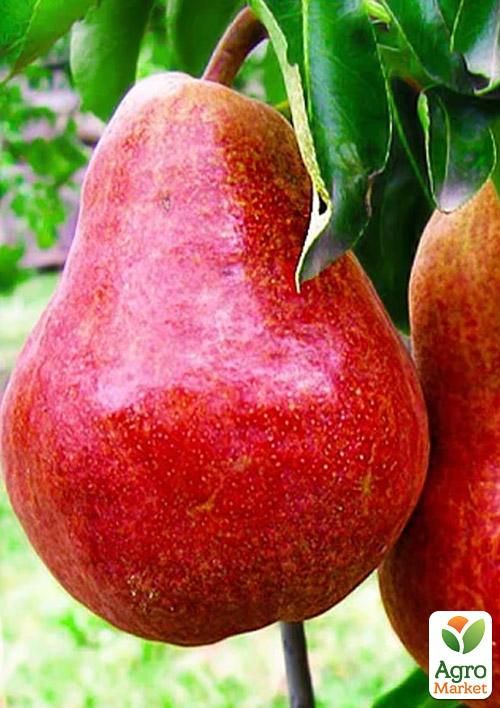 Груша Диколор (зимний сорт, поздний срок созревания)
Груша Диколор (зимний сорт, поздний срок созревания)