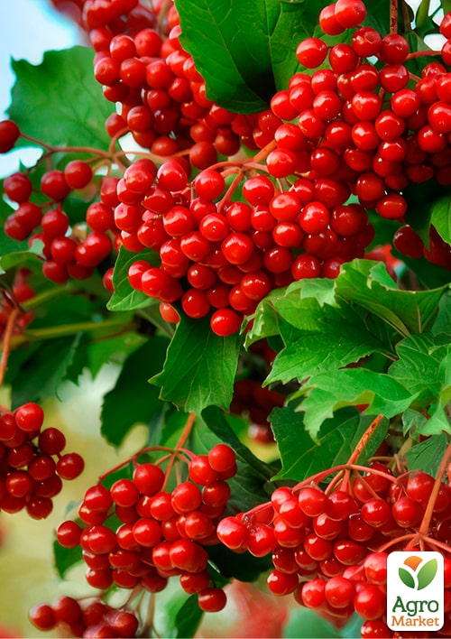 Калина Ульяна (ранний срок созревания)
Калина Ульяна (ранний срок созревания)