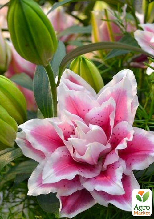 Лилия Розовидная Roselily Samantha
Лилия Розовидная Roselily Samantha