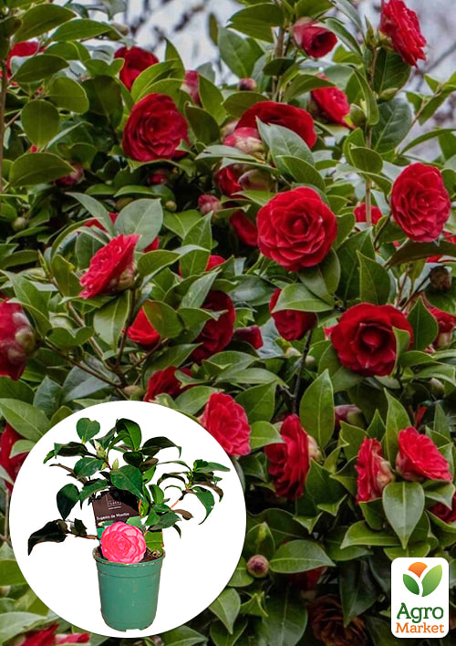 LMTD Камелія квітуча японська 2-річна Eugenia de montijo (висота 30-40см)
LMTD Камелія квітуча японська 2-річна Eugenia de montijo (висота 30-40см)