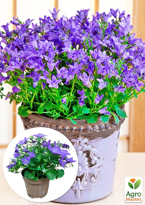 Кампанула цветущая Isophylla Violet (Нидерланды)
Кампанула цветущая Isophylla Violet (Нидерланды)