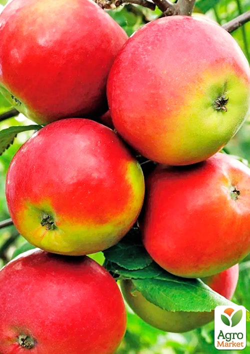 Яблоня Амулет (раннезимний сорт)
Яблоня Амулет (раннезимний сорт)