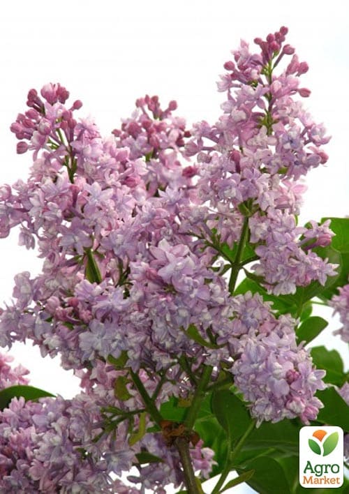 Бузок махровий Пам'ять про Вавилова (один з ранніх і запашних сортів)
Бузок махровий Пам'ять про Вавилова (один з ранніх і запашних сортів)