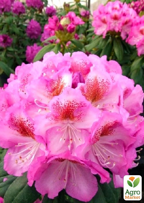 Рододендрон гібридний вічнозелений Казимир Одновічел (Kazimierz Odnowiciel)
Рододендрон гібридний вічнозелений Казимир Одновічел (Kazimierz Odnowiciel)