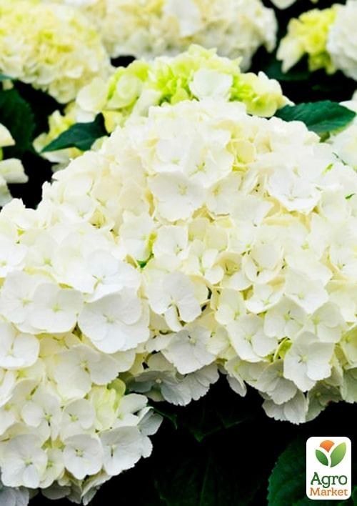 Эксклюзив! Гортензия крупнолистная белая Садовая феерия (Garden extravaganza) (морозостойкий сорт)
Эксклюзив! Гортензия крупнолистная белая Садовая феерия (Garden extravaganza) (морозостойкий сорт)