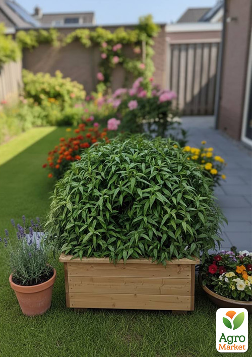 Персикарія Vietnamese Coriander (перечний та м'ятний смак, приємний аромат)
Персикарія Vietnamese Coriander (перечний та м'ятний смак, приємний аромат)