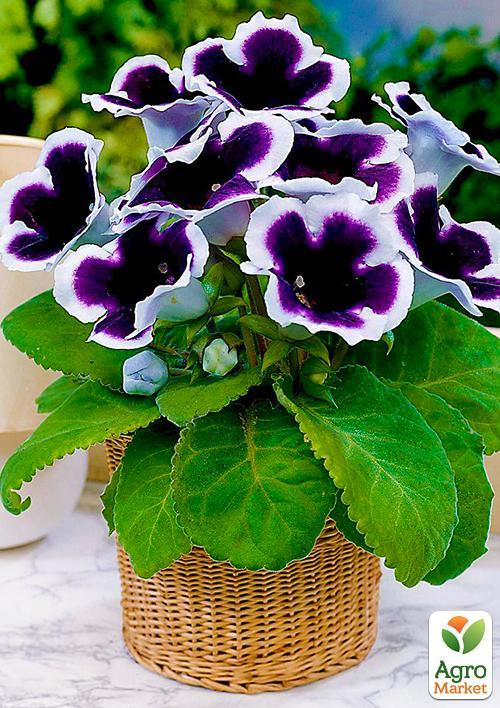 Глоксинія Kaiser Wilhelm 1шт в упаковці
Глоксинія Kaiser Wilhelm 1шт в упаковці