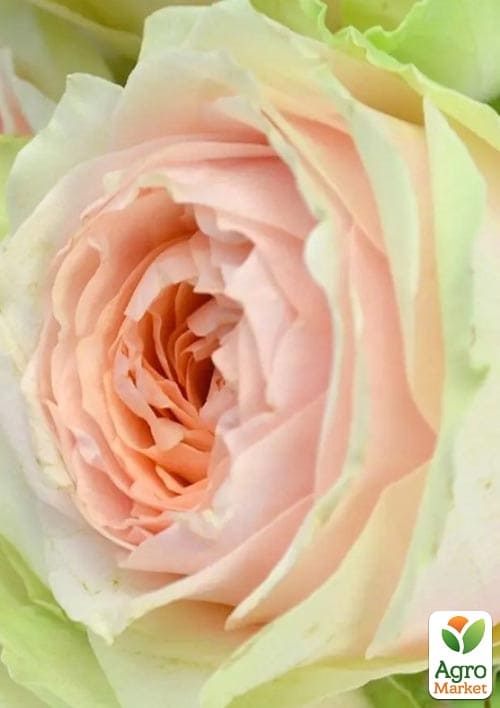 Троянда чайно-гібридна Gravity (саджанець класу АА+) вищий сорт
Троянда чайно-гібридна Gravity (саджанець класу АА+) вищий сорт