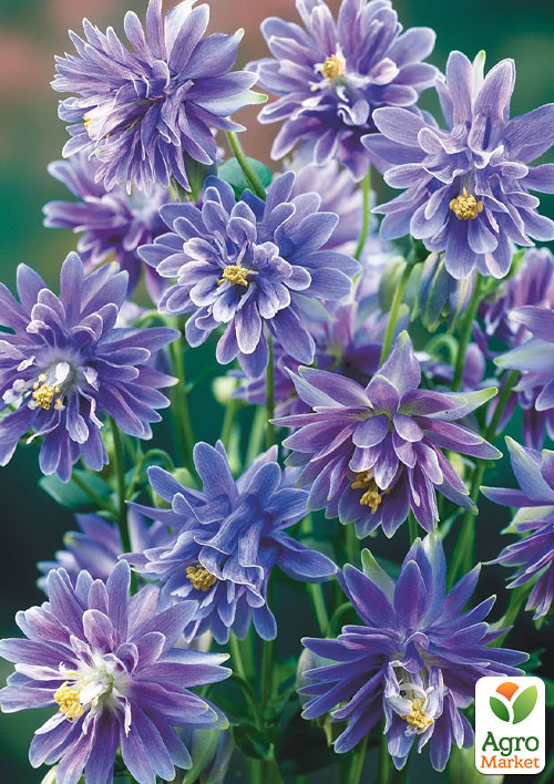 Аквилегия махровая Blue Barlow
Аквилегия махровая Blue Barlow