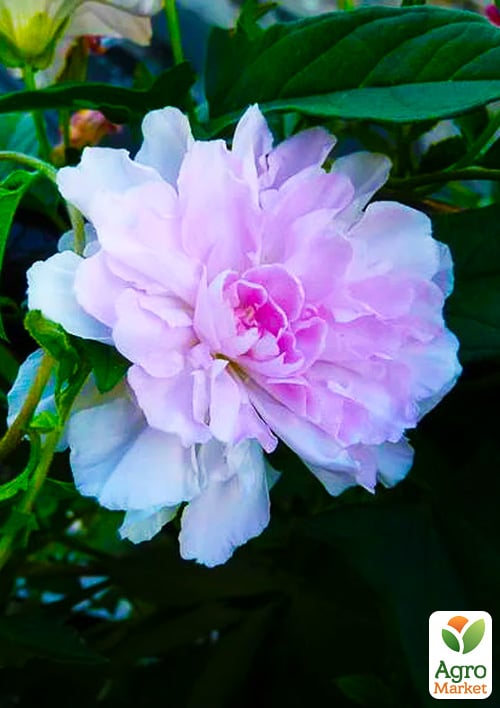 Калистегия махровая вьющаяся (Calystegia hederacea Flore Pleno) (корневище)
Калистегия махровая вьющаяся (Calystegia hederacea Flore Pleno) (корневище)