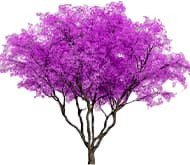 Павловния декоративная