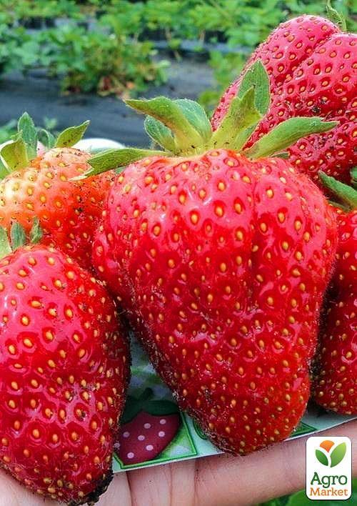 Клубника Генри Гамбургер (Henry Hamburger) (поздний срок созревания)
Клубника Генри Гамбургер (Henry Hamburger) (поздний срок созревания)