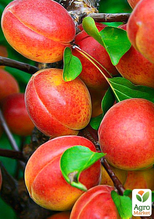 Абрикос Сын Краснощекого (летний сорт, средний срок созревания)
Абрикос Сын Краснощекого (летний сорт, средний срок созревания)
