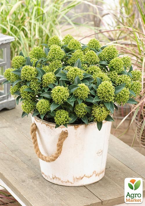 LMTD Скиммия японская White Dwarf высота растения 20-30см
LMTD Скиммия японская White Dwarf высота растения 20-30см