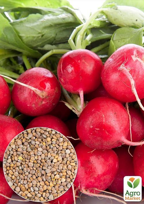 На вагу Редис Ранній червоний ТМ Весна ціна за 10г
На вагу Редис Ранній червоний ТМ Весна ціна за 10г