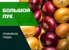 Посадка цибулі у відкритий грунт навесні: гарний врожай - корисні статті про садівництво від Agro-Market