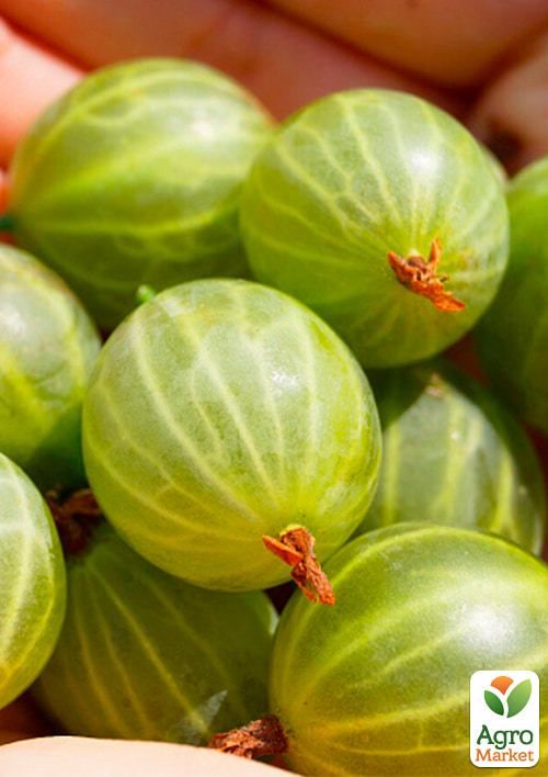 Крыжовник Жемчужинка (средний срок созревания)
Крыжовник Жемчужинка (средний срок созревания)