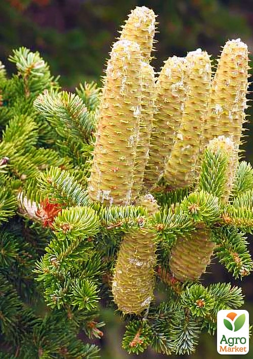 Пихта Греческая (Abies cephalonica) горшок P9
Пихта Греческая (Abies cephalonica) горшок P9