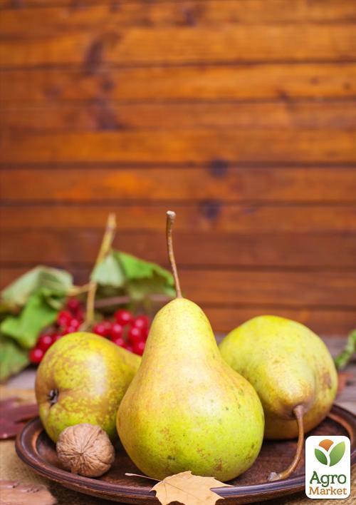 Груша Говерла (осінні сорти, середній термін дозрівання)
Груша Говерла (осінні сорти, середній термін дозрівання)