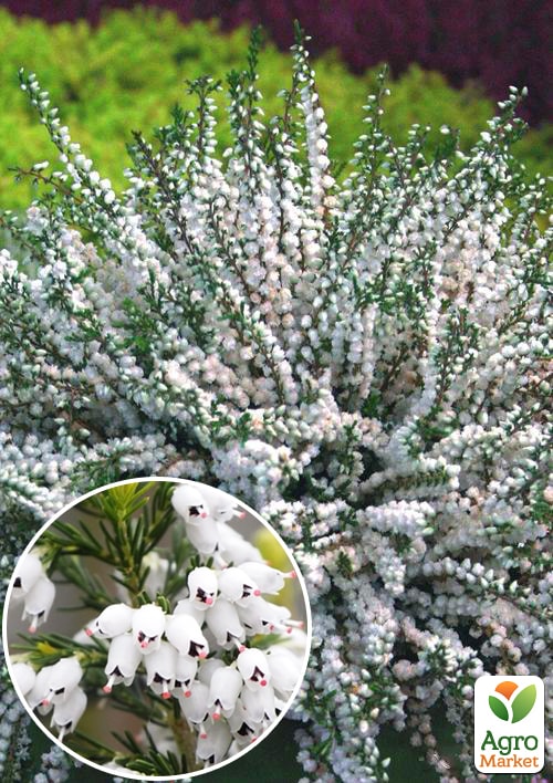 Верес вічнозелений Verenka
Верес вічнозелений Verenka