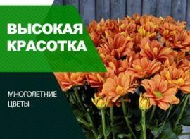 Високорослі сорти хризантем - корисні статті про садівництво від Agro-Market