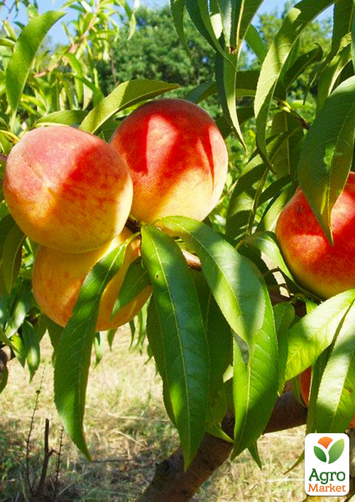 Персик Подарунок Києва (літній сорт, ранній термін дозрівання)
Персик Подарунок Києва (літній сорт, ранній термін дозрівання)