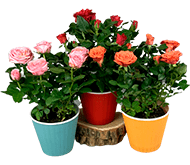 Троянди крупноміри Троянди крупноміри