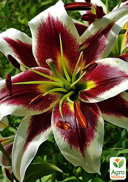 Лилия Beverly Dreams (Гигантский цветок)
Лилия Beverly Dreams (Гигантский цветок)