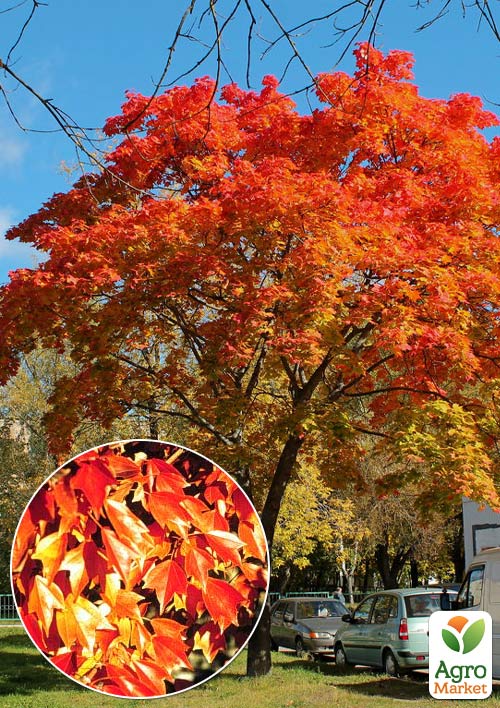 Клен 4-х летний Бургера Acer Buergerianum (С1,5 высота 100-150см)
Клен 4-х летний Бургера Acer Buergerianum (С1,5 высота 100-150см)