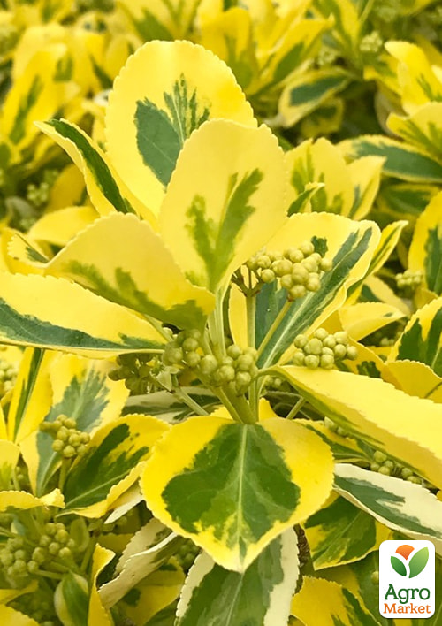 Бересклет Японский Aureomarginata
Бересклет Японский Aureomarginata