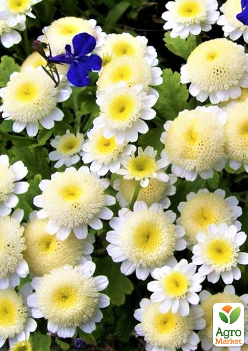 Матрикарія White Star (ромашка)
Матрикарія White Star (ромашка)