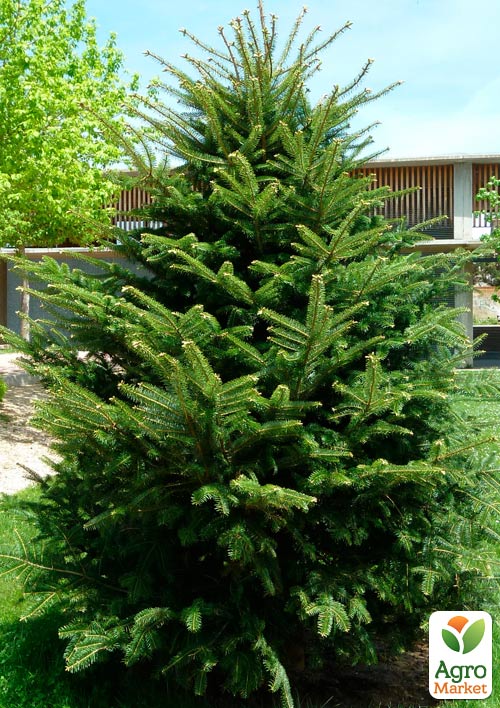 Ялиця Біла (Abies Alba) горщик P9
Ялиця Біла (Abies Alba) горщик P9