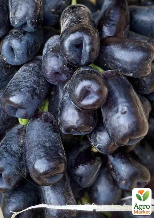 Виноград кишмиш Аватар (велика, солодка, соковита ягода екзотичної форми)
Виноград кишмиш Аватар (велика, солодка, соковита ягода екзотичної форми)