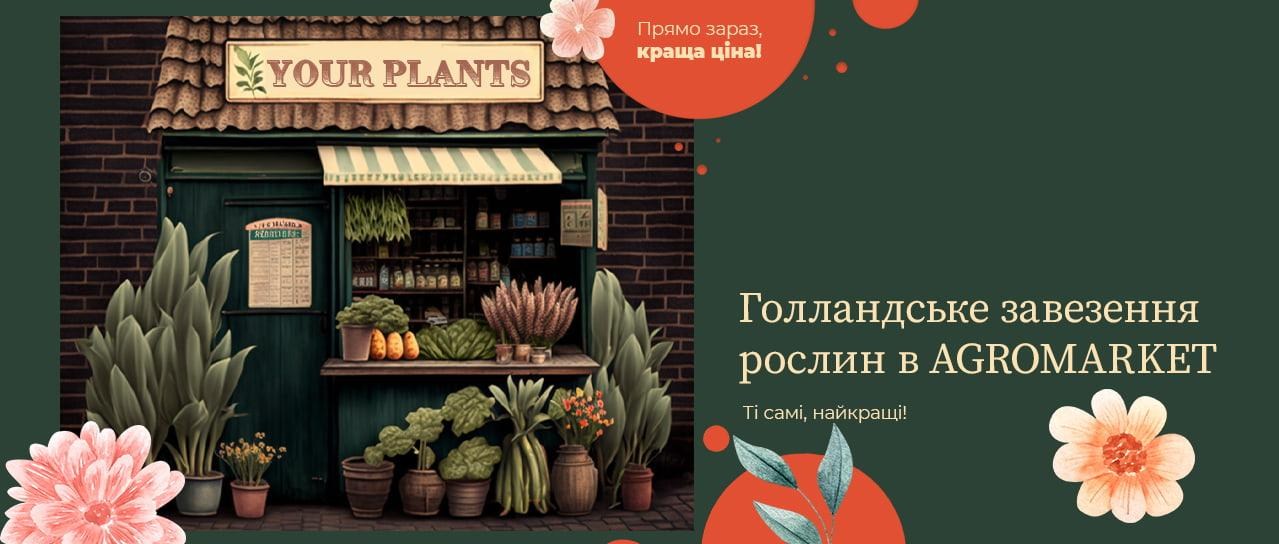 Голландське завезення рослин в AGROMARKET!
