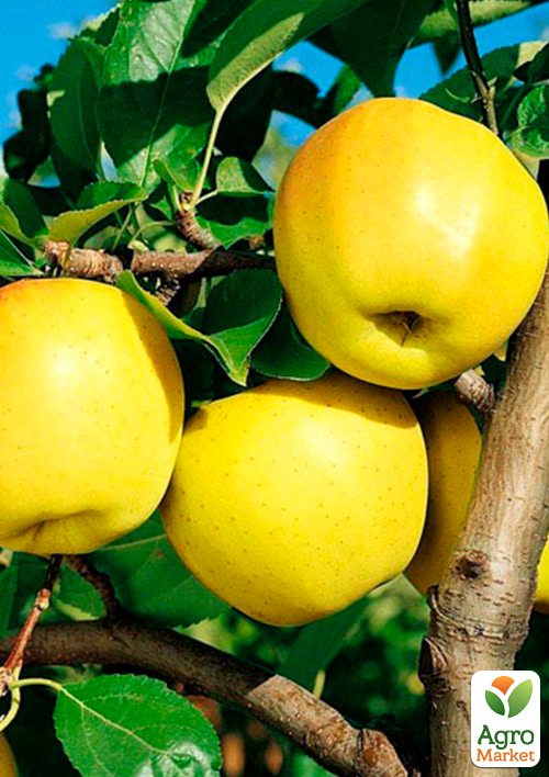 Яблуня Голд Крим (зимовий сорт, пізній термін дозрівання)
Яблуня Голд Крим (зимовий сорт, пізній термін дозрівання)