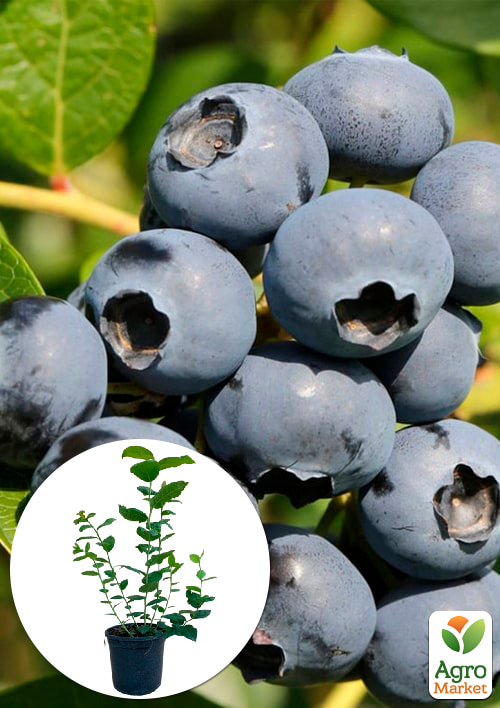 Голубика (черника садовая) 2 года Дарроу С1,5 высота 50-60см
Голубика (черника садовая) 2 года Дарроу С1,5 высота 50-60см