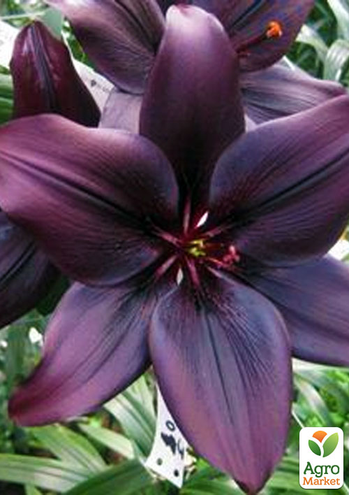 Лилия Landini 1шт в упаковке
Лилия Landini 1шт в упаковке