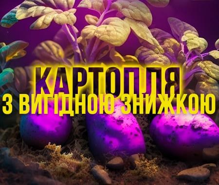 Посадкова картопля зі знижкою! 