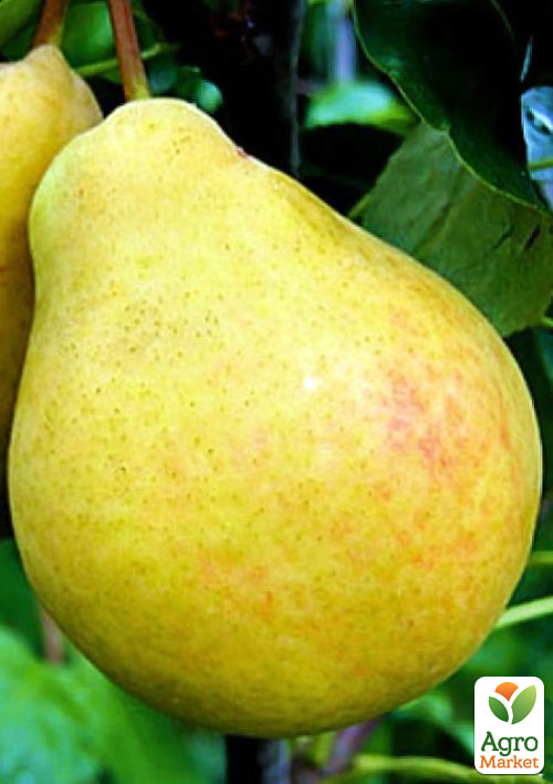 Груша Бере Київська (зимовий сорт, пізній термін дозрівання)
Груша Бере Київська (зимовий сорт, пізній термін дозрівання)