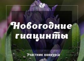 Живі квіти на Новий Рік - корисні статті про садівництво від Agro-Market