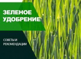 Жито, як сидерат - корисні статті про садівництво від Agro-Market