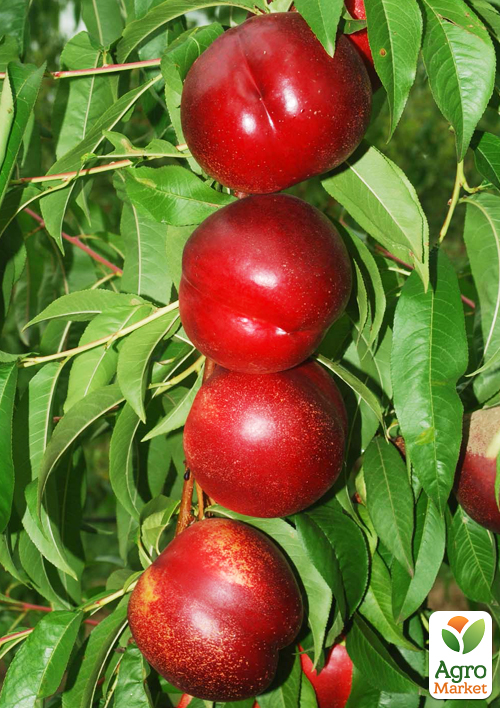 Нектарин Биг Хейвен (лысый персик, новый, среднеранний срок созревания)
Нектарин Биг Хейвен (лысый персик, новый, среднеранний срок созревания)