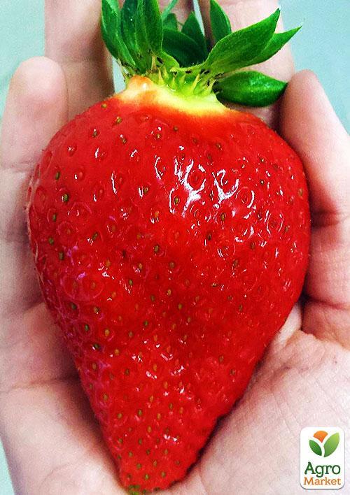 Полуниця Альбіон (Albion) (ремонтантний великоплідний сорт)
Полуниця Альбіон (Albion) (ремонтантний великоплідний сорт)