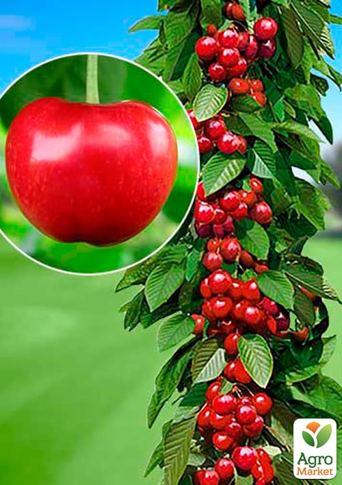 Черешня колоновидна Іпуть
Черешня колоновидна Іпуть