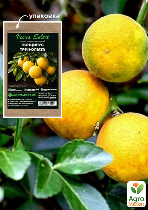 Понцирус Трифолиата Vesna Select 10шт
Понцирус Трифолиата Vesna Select 10шт