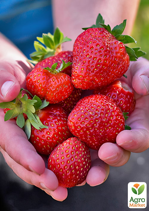Клубника Альмерия (Аlmeriya) (ремонтантный, засухоустойчивый сорт)
Клубника Альмерия (Аlmeriya) (ремонтантный, засухоустойчивый сорт)